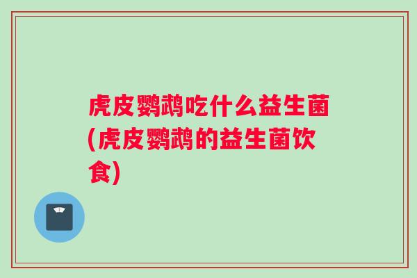 虎皮鹦鹉吃什么益生菌(虎皮鹦鹉的益生菌饮食)