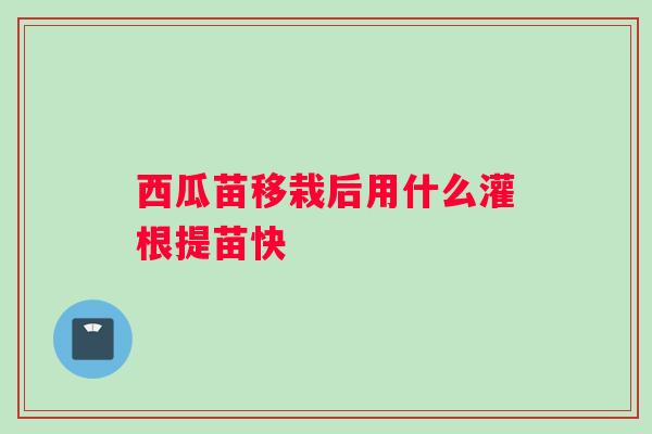 西瓜苗移栽后用什么灌根提苗快