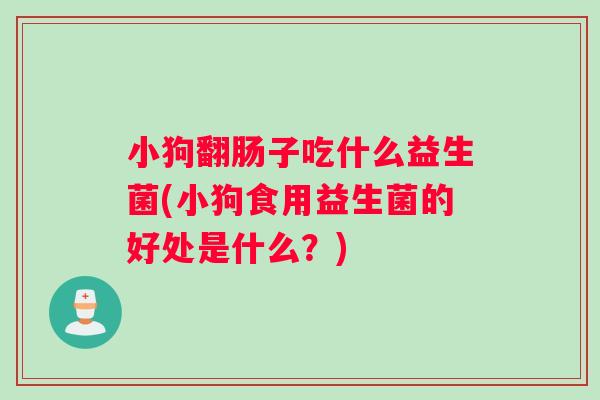 小狗翻肠子吃什么益生菌(小狗食用益生菌的好处是什么？)